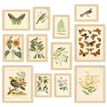 Vintage Botanical Wall Art (Vintage Botanical Gx8x10 Unframed)